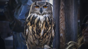 Owl on Main Street in Park City, UT during Sundance Film Festival 2014 by Virgil Solis