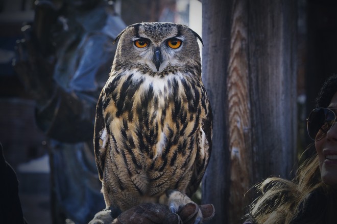 Owl on Main Street in Park City, UT during Sundance Film Festival 2014 by Virgil Solis