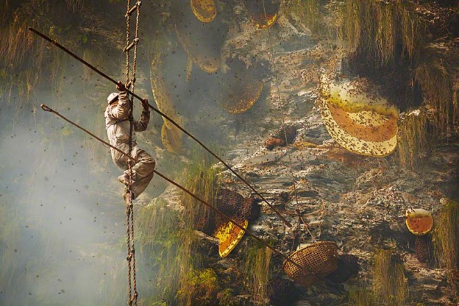 Honey Hunters captured by Andrew Newey