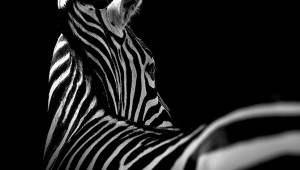 Striking Black and White portraits of animals by Luka Holas