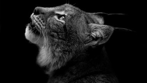 Striking Black and White portraits of animals by Luka Holas