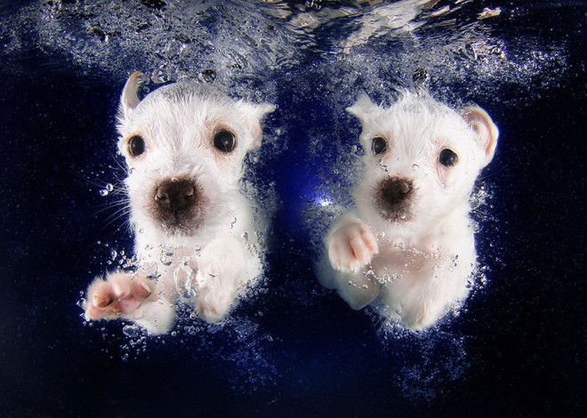 Seth Casteel's Underwater Puppies