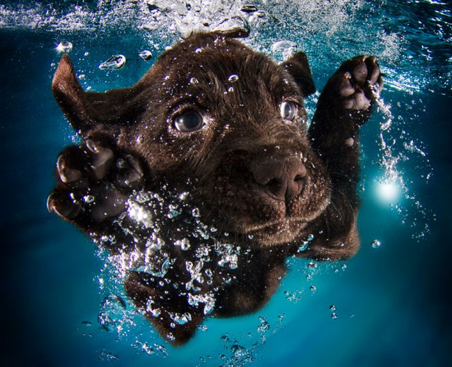 Seth Casteel's Underwater Puppies