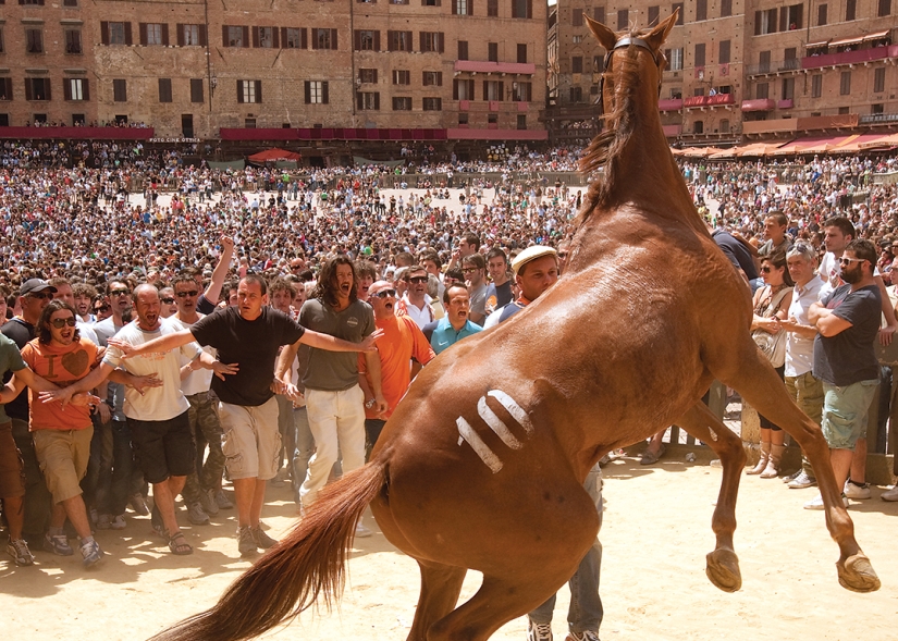 A horse in Siena, Italy in the documentary Palio