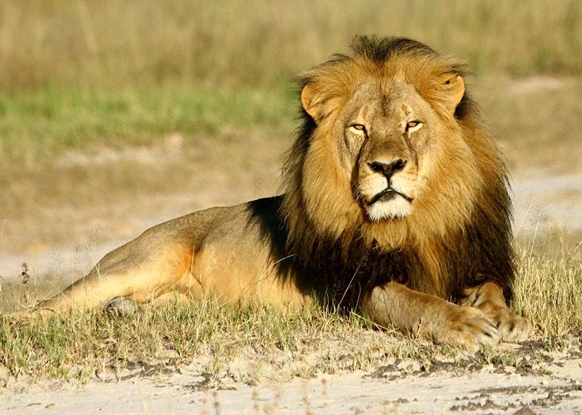 Photo of Cecil the Lion